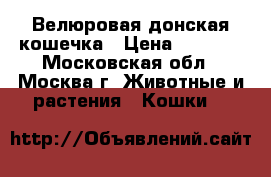 Велюровая донская кошечка › Цена ­ 7 000 - Московская обл., Москва г. Животные и растения » Кошки   